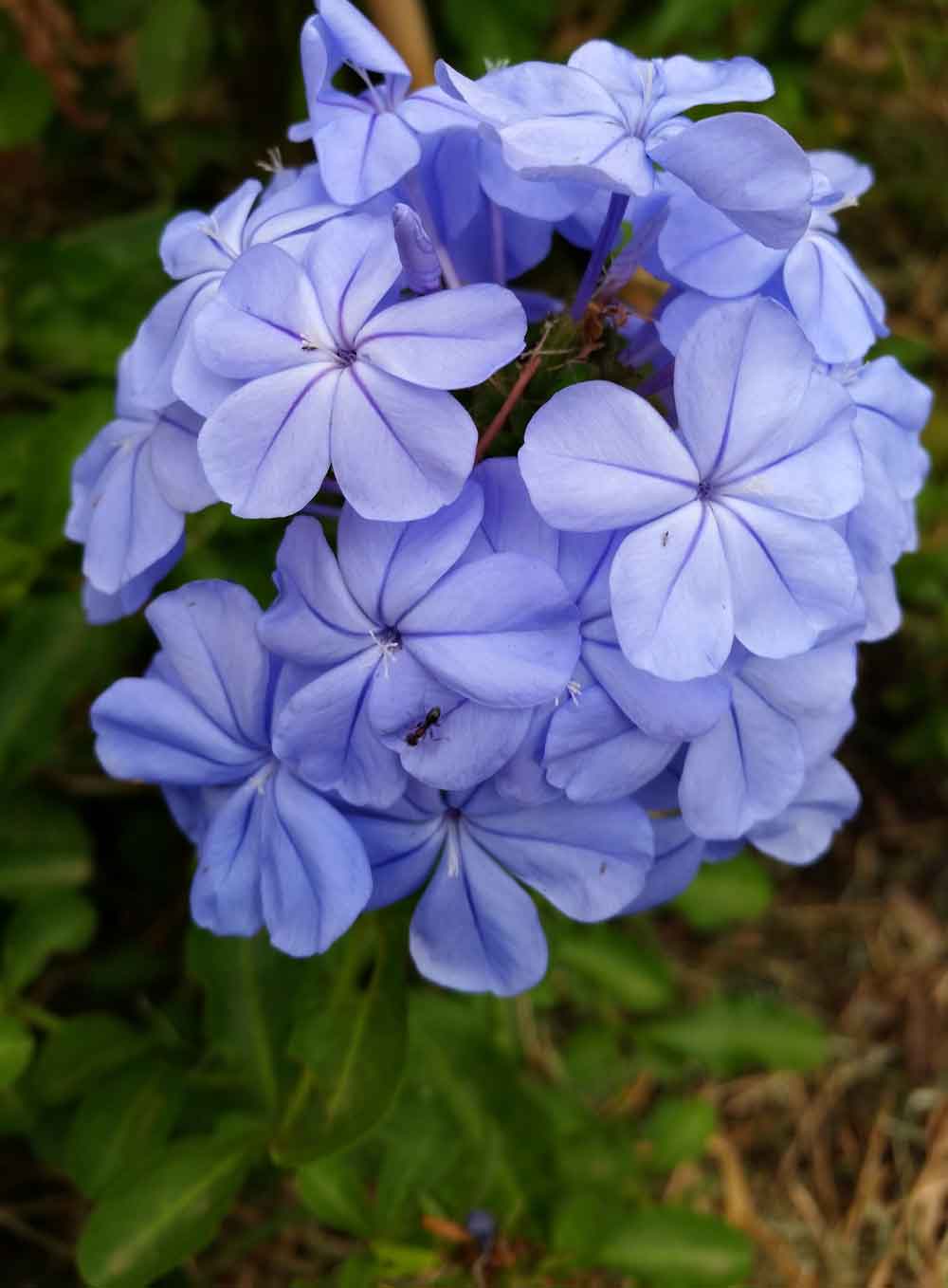 Blue Plumbago Flower Cluster Door Wallpaper close-up pattern texture