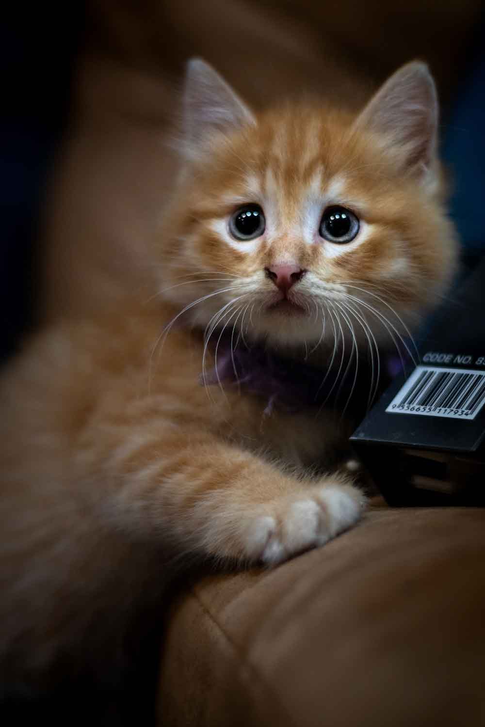 Cute Ginger Kitten Door Wallpaper close-up pattern texture