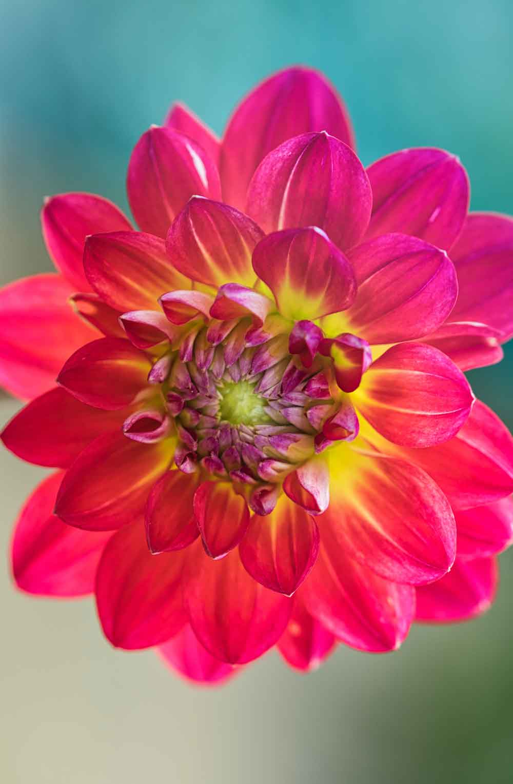 Pink Dahlia Flower Door Wallpaper close-up pattern texture