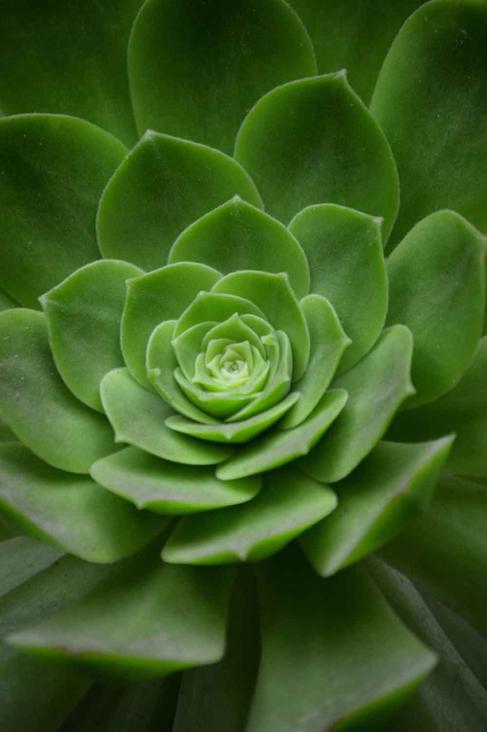 Succulent Echeveria Door Wallpaper close-up pattern texture