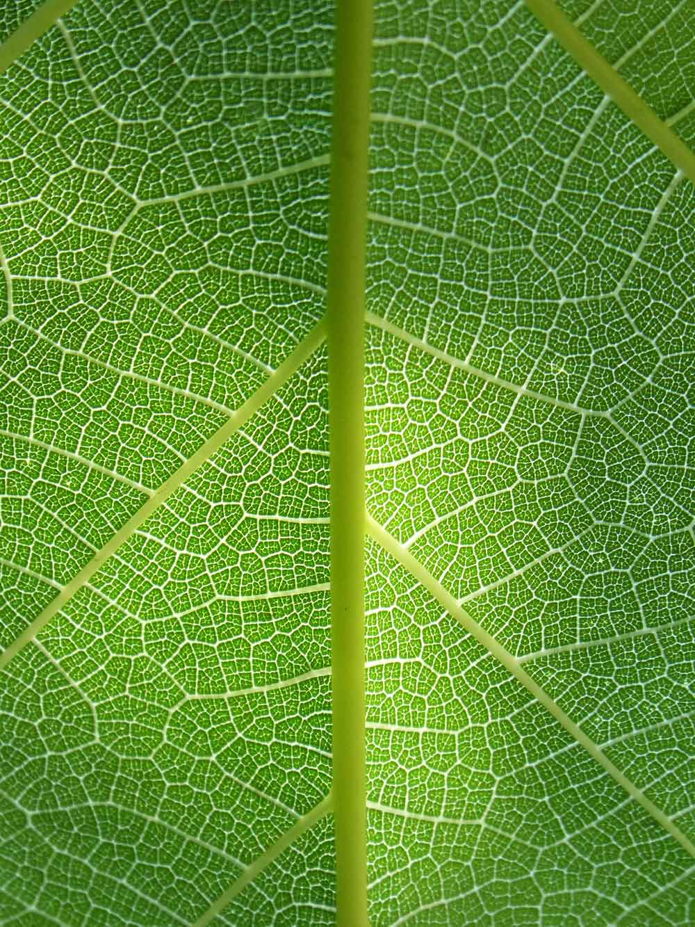 Green Leaf Macro Texture Door Wallpaper close-up pattern texture
