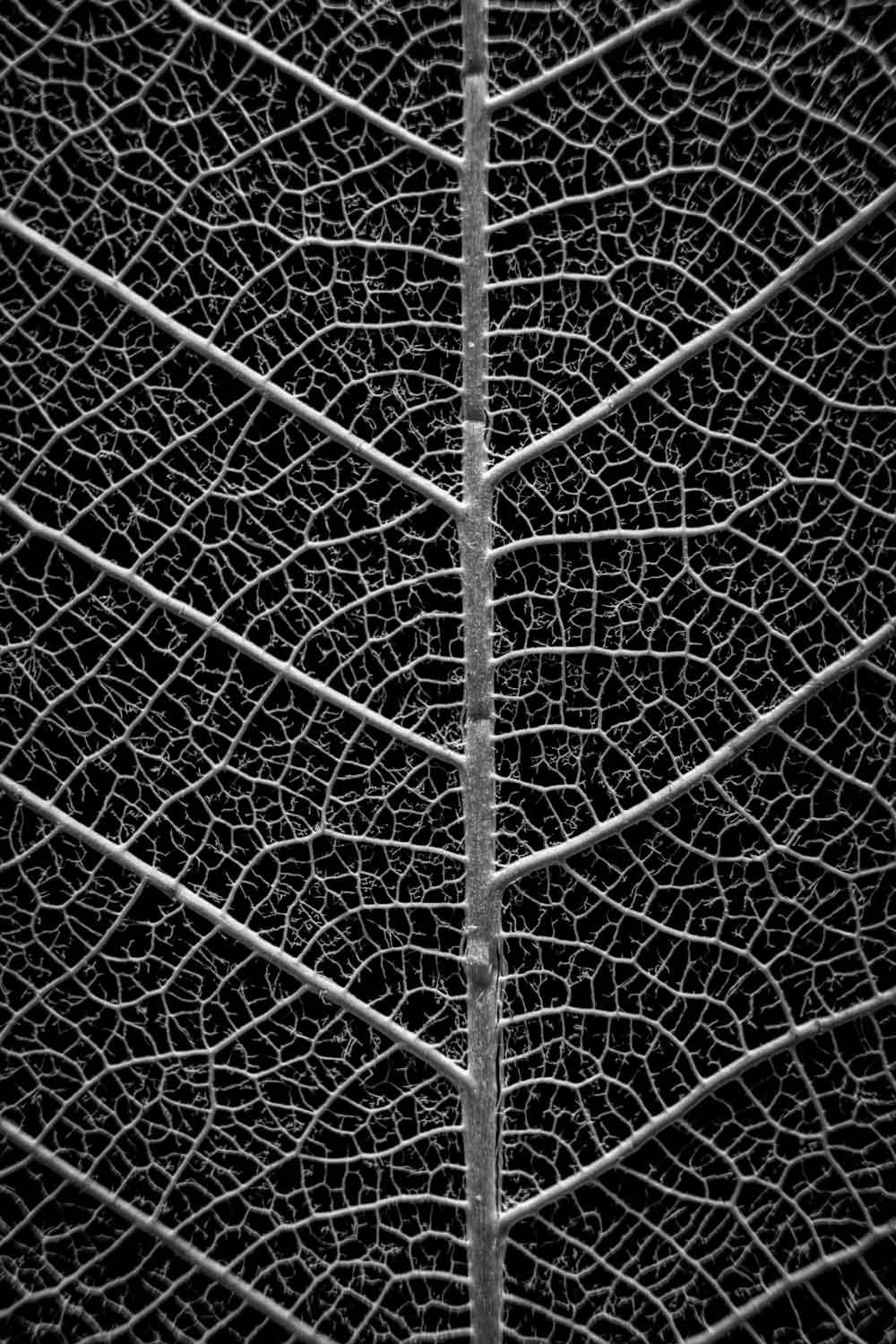 Black Leaf Skeleton Door Wallpaper close-up pattern texture