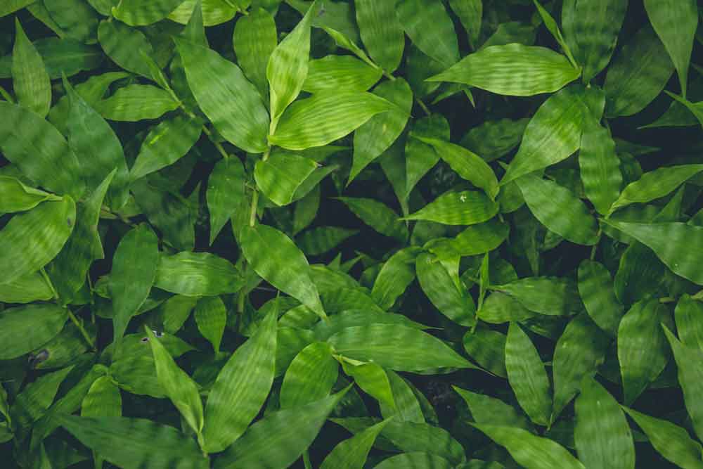 Tropical Green Leaves Door Wallpaper close-up pattern texture