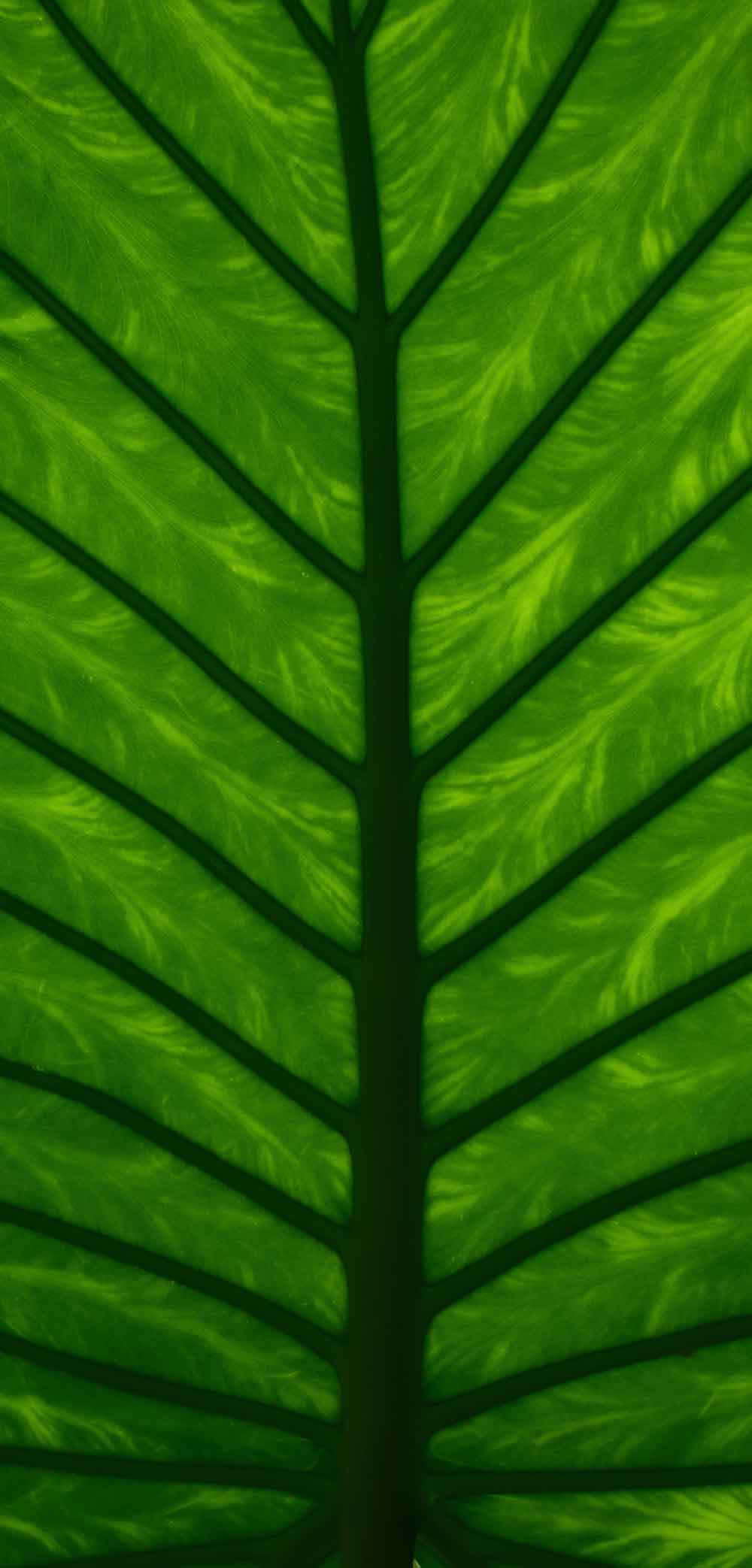 Dense Green Fern Fridge Wallpaper | Nature Refrigerator Stickers – view 2