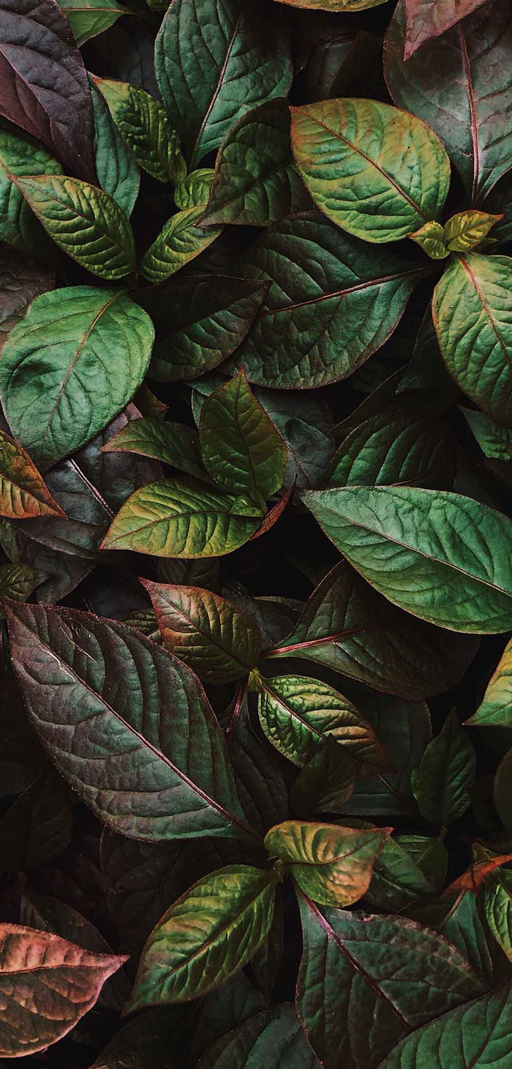 Dramatic Dark Botanical Red Peony Vinyl Fridge Wallpaper Sticker - Luxury Appliance Wrap – view 2