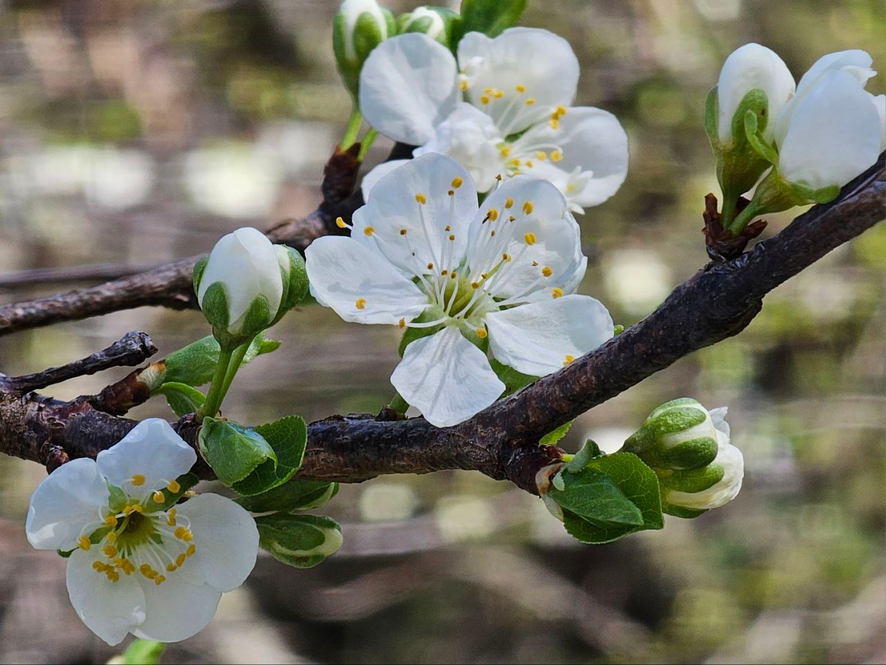 весна в Сочи