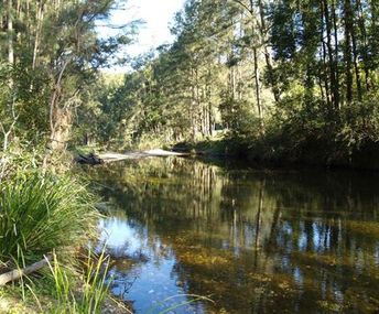 Choose Your River Front Acreage In Bellingen