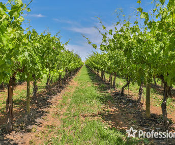 26.85ha Approx. 66 Acres Mildura South Vineyard