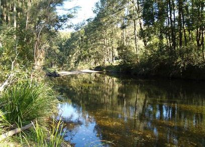 Choose Your River Front Acreage in Bellingen