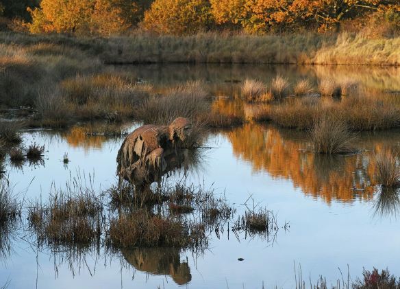 Sculptor Sophie Prestigiacomo (Sophie Prestigiacomo). Marsh creation Marsh nature reserve in the Seine in the Gulf of Morbihan in France.
Translated by «Yandex.Translator»