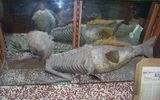 "Navy husband", similar to the Fiji mermaid, exhibited in the Indian Trading Post in Banff (Alberta)

The Banff Merman on display at the Indian Trading Post in Banff, Alberta
Translated by «Yandex.Translator»