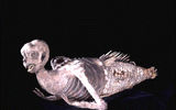 The FeJee Mermaid - part of the collection of the Museum of archaeology and Ethnology Peabody, Harvard University.
Translated by «Yandex.Translator»