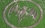 El logotipo del Murciélago de Bacardi se ve "en un círculo" en más de un acre y medio de menta fresca que crece en Dalponte Farms, la granja de menta más grande de los Estados Unidos, el 16 de mayo de 2005 en Richland, nueva York, como parte de la celebración nacional del "mes del Mojito". Estos son los primeros círculos de la temporada. El Mojito ha pasado de ser una bebida de trabajadores migrantes a ser el favorito de las celebridades. (PRNewsFoto) ORG XMIT: PRN13