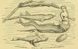 Mermaid of the type inhabiting the Dutch East Indies. Valentijn’s mermaid, after Fallours. Lee, Henry. Sea Fables Explained. 1883.