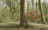 The "Bigfoot" photographed by Bird last year