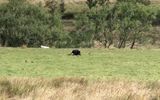 El Reino Unido ha visto un aumento esporádico en los avistamientos de grandes felinos, y Autumnwatch espera capturar eso (foto) (Imagen: Joshua Williams / SWNS)