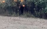 The footage shows a strange creature wandering among the trees (Image: @bigfootevidence/Twitter)