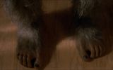 Foot Bigfoot
Translated by «Yandex.Translator»