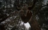 A Yeti jumps out of a tree
Translated by «Yandex.Translator»