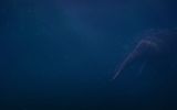 Силуэт лохнесского чудовища под водой
