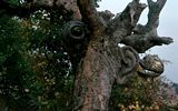 A tree with an eye and an ear