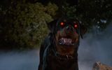 Elvira's familiar in the guise of a Rottweiler