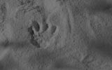 The footprint of a werewolf's foot after a complete transformation