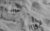 The footprint of a werewolf's foot in the process of transformation