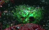 Green slime found on an asteroid