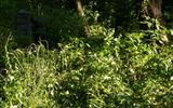 Voronezh, Thorn cemetery in July 2008