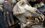 Similar skull posted in discussion of news in the community yaplakal.com
Translated by «Yandex.Translator»