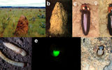 a termite mound in the afternoon; b — glowing termite mound at night; c, d — adult male and female of a Firefly Pyrearinus termitilluminans; e — larva sticking out of holes in termite mound, fluoresces her prothorax; f — larva sticking out of the burrows in daylight.

Photo from the article E. J. H. Bechara, C. V. Stevani, 2018. Brazilian bioluminescent beetles: reflections on catching glimpses of light in the Atlantic Forest and Cerrado
Translated by «Yandex.Translator»