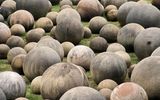 Giant stone balls of Costa Rica

© ucrazy 
Translated by «Yandex.Translator»