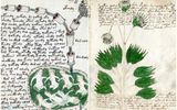 El Manuscrito Voynich

© paranormal-news © nnm
Traducido del servicio de «Yandex.Traductor»