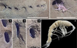 Crustáceos anfípodos, probables creadores de filas de agujeros
Julia D. Sigwart et al. / Ecology and Evolution, 2023