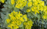 Una quemadura severa de la piel, acompañada de hinchazón de los tejidos, se puede obtener tocando el algodoncillo, el jugo secretado por esta planta es peligroso.Euphorbia © shutterstock.com