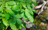 Poison ivy is no less dangerous, as evidenced by the name itself. This plant can cause swelling, blisters and itching on the skin. Although its shiny, beautiful leaves beckon you to touch them.Poison Ivy © shutterstock.com