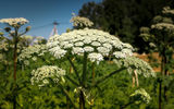 Una de las plantas más venenosas es el Hogweed, alcanza un Tamaño colosal y se distribuye en casi todas las regiones de nuestro país. Hogweed puede dejar quemaduras severas en la piel, causar alergias, romper la protección de la piel contra los rayos UV. La savia de la planta también puede causar la pérdida de la visión si entra en contacto con el Revestimiento del ojo.Borschevik © shutterstock.com