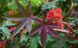 The castor plant is often used as a decorative element on the site, but this should be done very carefully. Castor oil contains ricin, a dangerous substance, in contact with the skin it causes pain, itching, and once inside the body, ricin provokes vomiting and internal bleeding.Castor oil © shutterstock.com