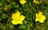 A cute yellow buttercup flower closes the rating of dangerous plants. The juice released by the plant is dangerous for the skin, it provokes an allergic reaction. Buttercup should not be sniffed, its pollen can cause severe coughing.Buttercup © shutterstock.com