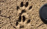 Footprints of a raccoon dog
Translated by «Yandex.Translator»