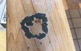 Pintura descascarada en forma de gatitoPosted by u/mari_ley7the chipped paint on this piece of wood looks like a kitten