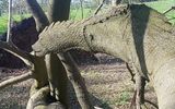 "It's a broken tree that looks like a dinosaur or a dragon»