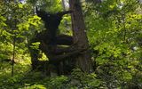 Tumbado el árbol en el bosque
Traducido del servicio de «Yandex.Traductor»