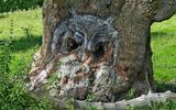 Tree silhouette with owls
Translated by «Yandex.Translator»