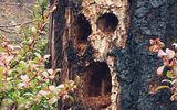 Woodpeckers have hollowed out cavities in the tree.
Translated by «Yandex.Translator»