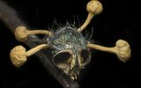 A fly infected with the parasitic fungus cordyceps