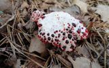 Кровоточащий зуб или Гиднеллум Пека (Hydnellum peckii).&nbsp;Его можно найти осенью в хвойных (еловых и сосновых) лесах Северной Америки, Тихоокеанском Северо-Западе, в Европе, Иране и Корее.
