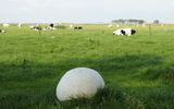 Головач гигантский (Calvatia gigantea&nbsp;(Batsch) Lloyd). Плодовое тело достигает 50&nbsp;см.&nbsp;Его можно найти на опушках лиственных и смешанных лесов, на полях, лугах, в степях, и даже в садах и парках.
