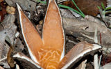 "Cigar devil" or "star of Texas" (Chorioactis geaster (Peck) Kupfer ex Eckblad). The mushroom represents something like a brown capsule that resembles a cigar. This fungus spreads 3-6 rays with a characteristic hissing and whistling in the spreading of spores, like smoke from a cigar. Once the fungus spores reveals — he becomes like a star.
Translated by «Yandex.Translator»